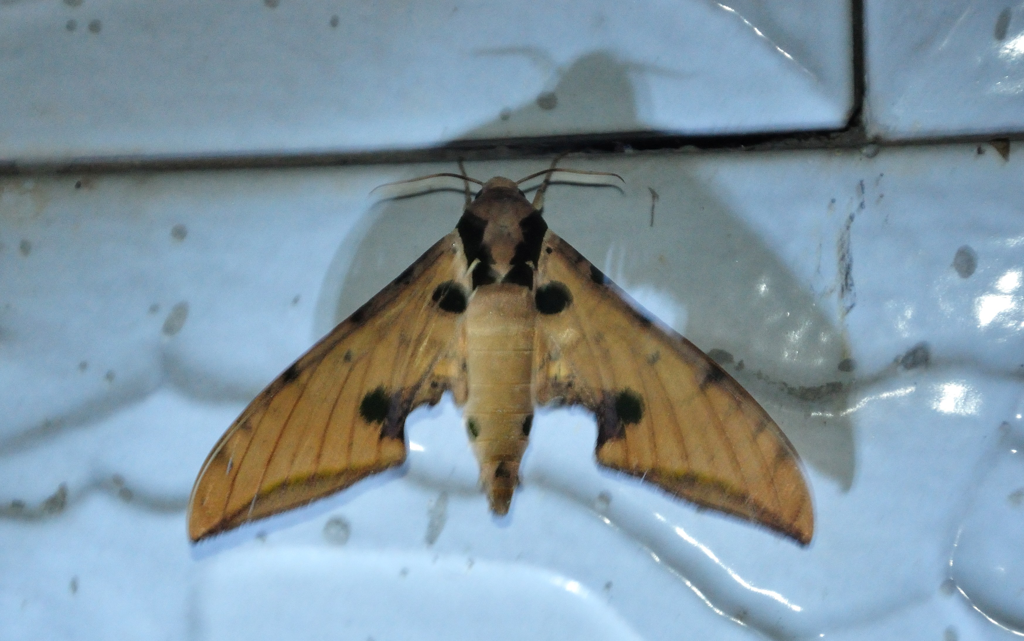  p>鹰翅天蛾( i>oxyambulyx ochracea /i>&nbsp;butler,1885)是