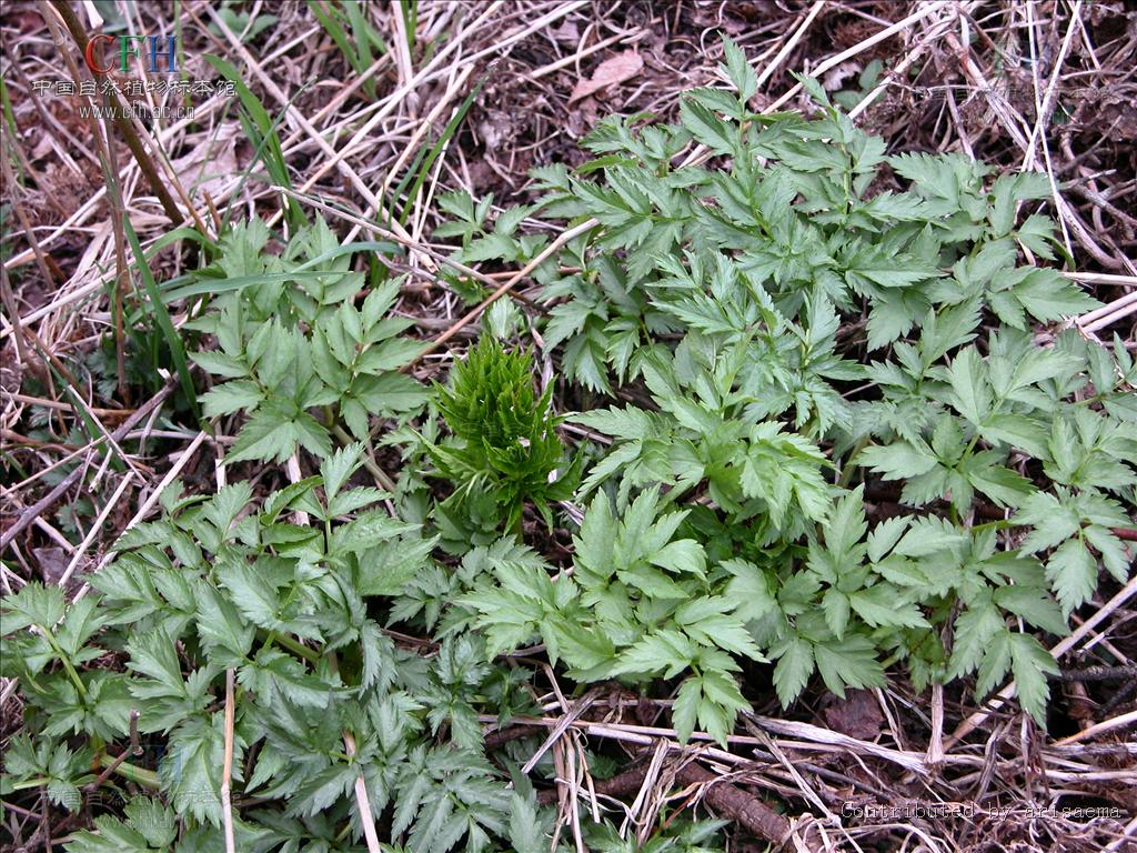  p>藁本属(学名: i>ligusticum l.