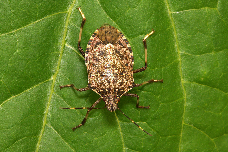  p>茶翅蝽(halyomorpha halys)也被称为棕翅蝽(brown marmorated