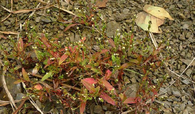  p>柳叶刺蓼(学名: i>polygonum bungeanum /i> turcz.