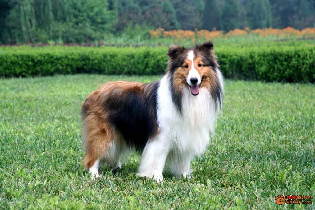 href="#" data-lemmaid="624108">粗毛牧羊犬 /a>的小型种