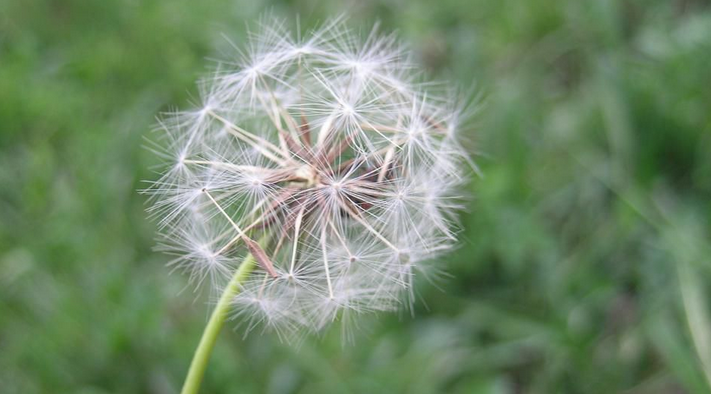  p>白缘蒲公英(学名: i>taraxacum platypecidum diels /i>)是 a href