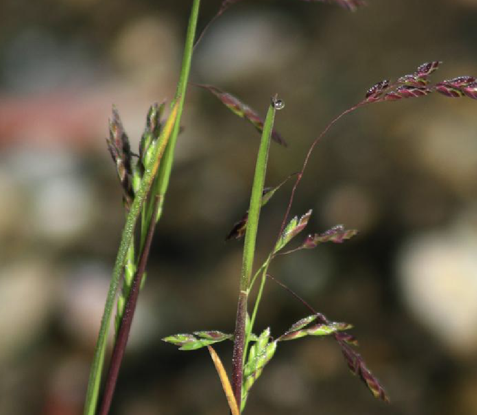  p>冷地早熟禾(学名: i>poa crymophila /i> keng)是禾本科,早熟禾属