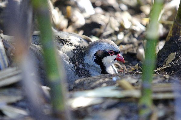  p>石鸡(学名: i>alectoris chukar /i>):是中型 a target="_blank"