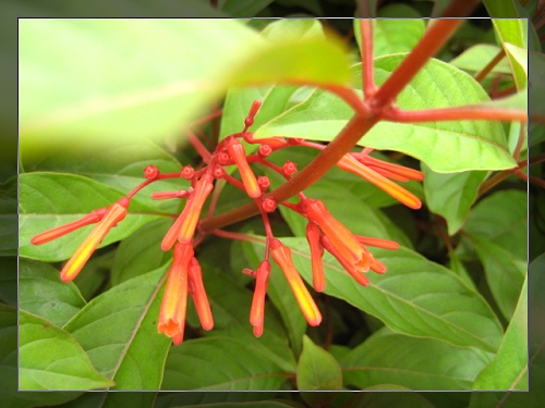 希茉莉(希茉莉园林用途)