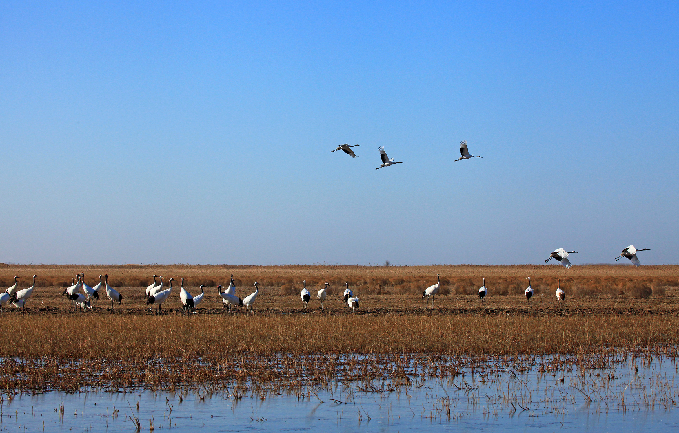 lemmaid="5096789">盐城市 /a>,主要由潮间带滩涂和其他滨海湿地组成