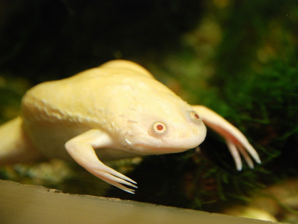 african clawed frog