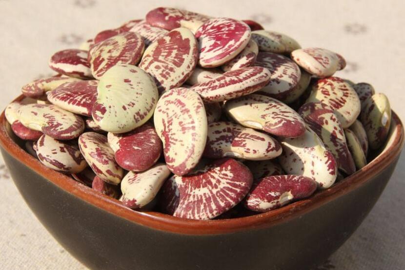  p>荷包豆(学名: i>phaseolus coccineus /i> linn.