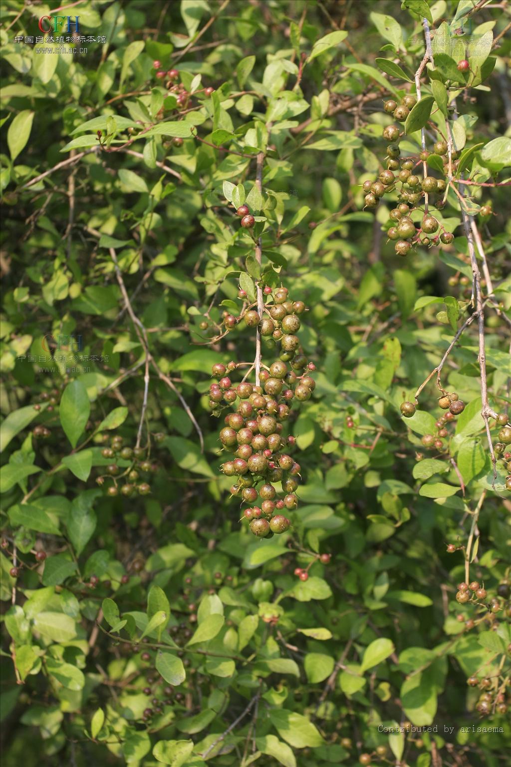  p>散沫花(学名: i>lawsonia inermis /i> l.