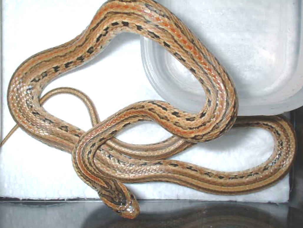 中国药用动物志