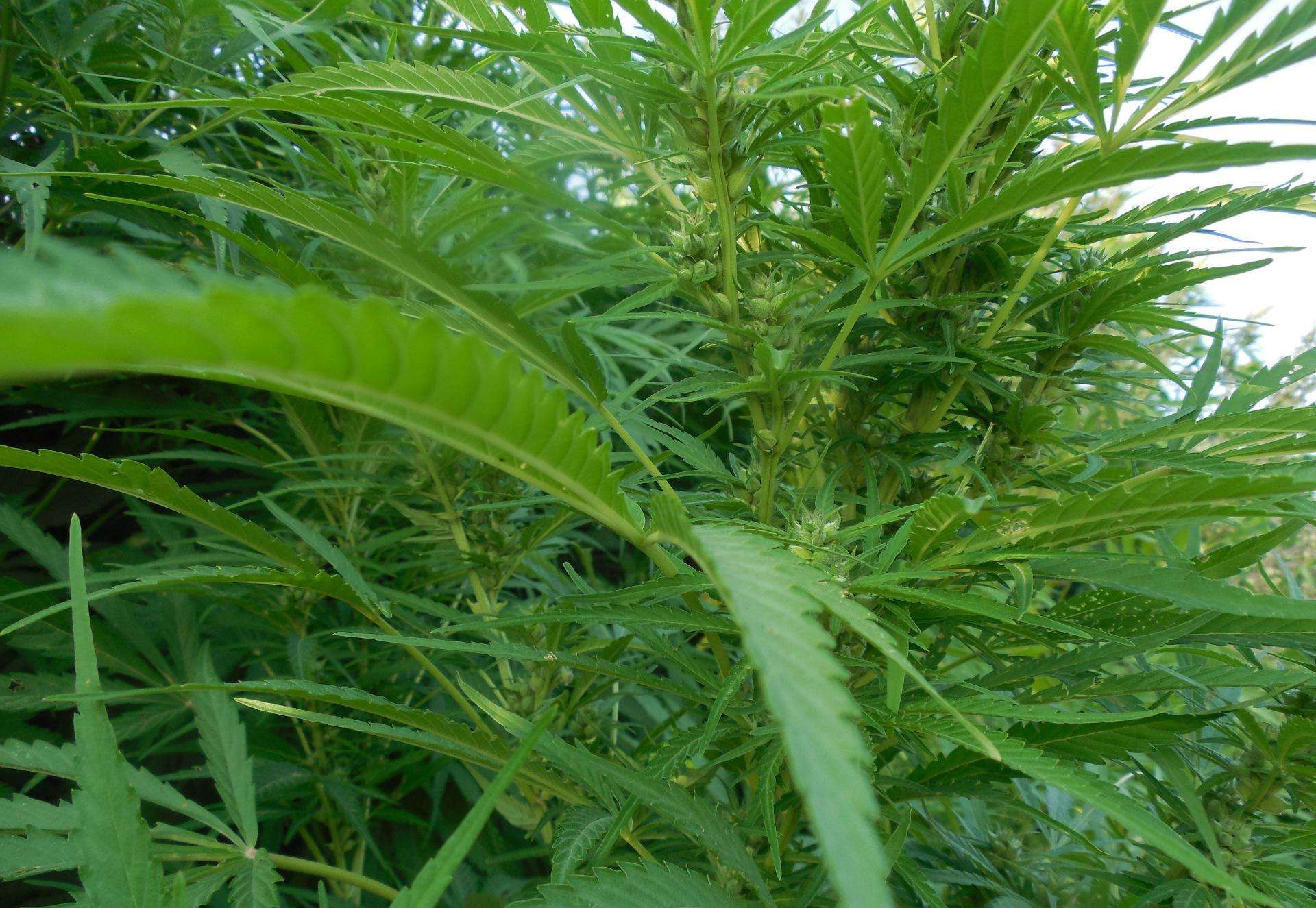  p>麻叶是潮汕一种特有的红麻的叶子,在以前是不吃的,因为 a target="