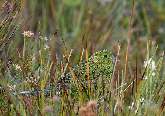  p>地栖鹦鹉(学名:pezoporus wallicus)仅有二个亚种.