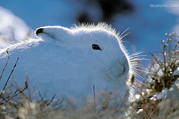  p>北极兔(学名:  i>lepus arcticus /i>), 是兔科,兔属的哺乳动物.