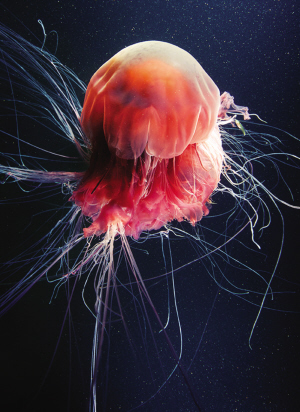 ferruginea /i> eschscholtz,1829)是霞水母科,霞水母属的一种动物