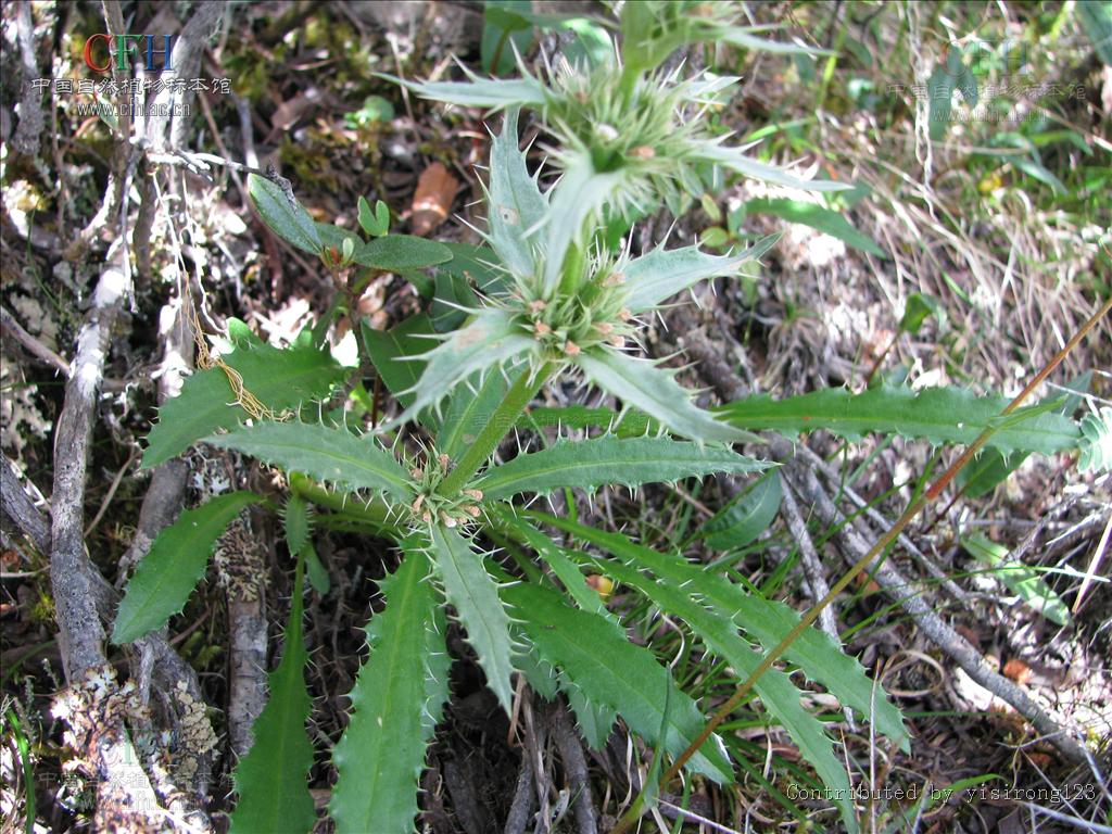  p>刺续断属为川续断科,刺参族下分一属.