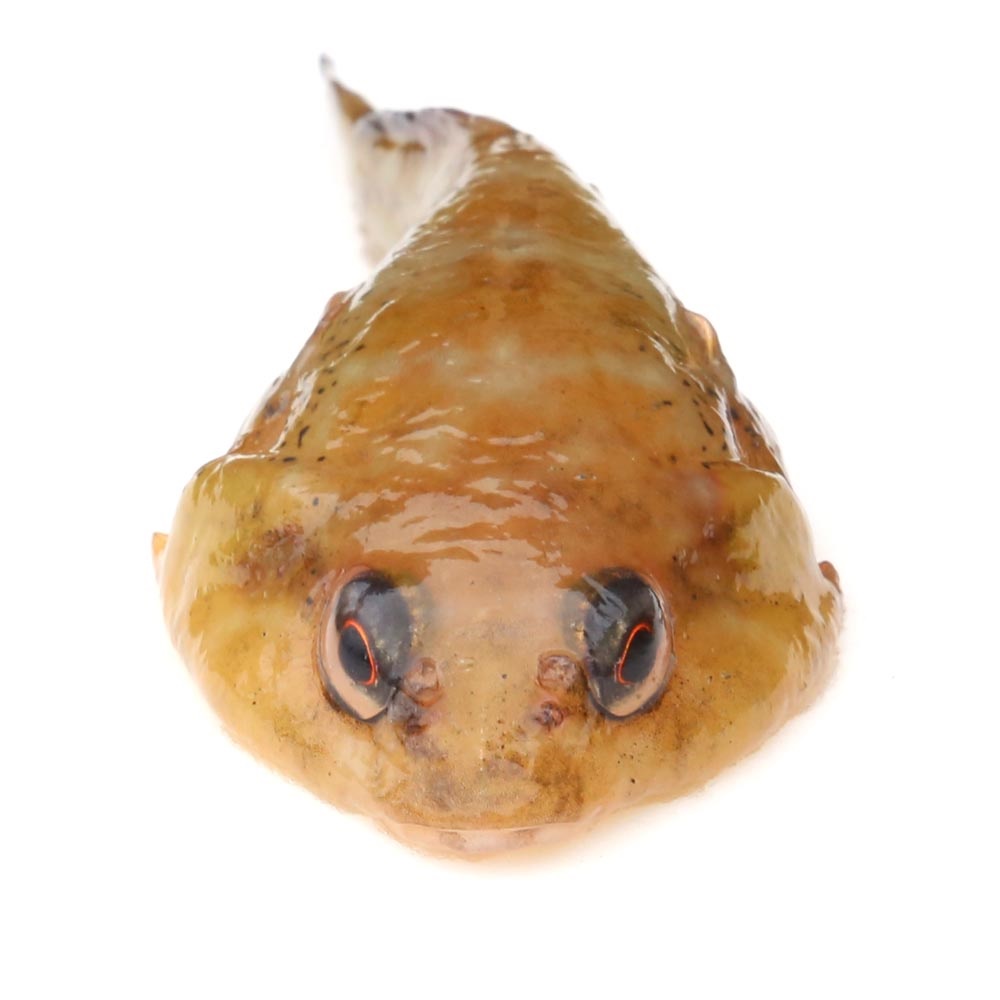 圆头新西兰喉盘鱼