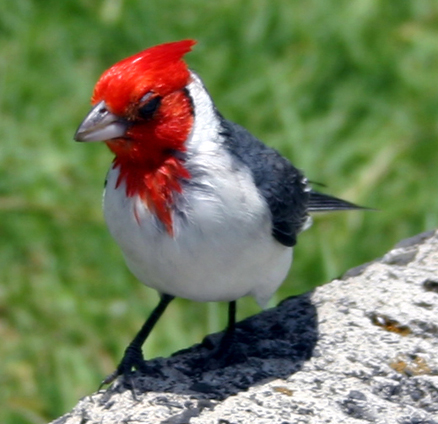  p>冕蜡嘴鹀是一种雀形目,鹀科类生物,小型鸣禽.一般主食植物种子.