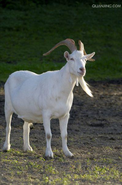 山羊