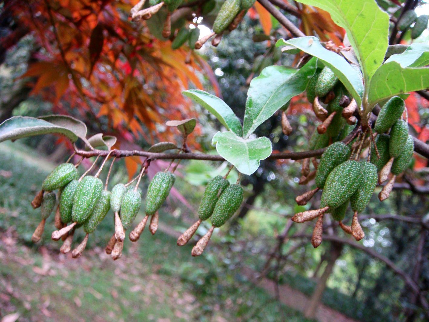  p>披针叶胡颓子,别名: a href="#" data-lemmaid="10486238">大披