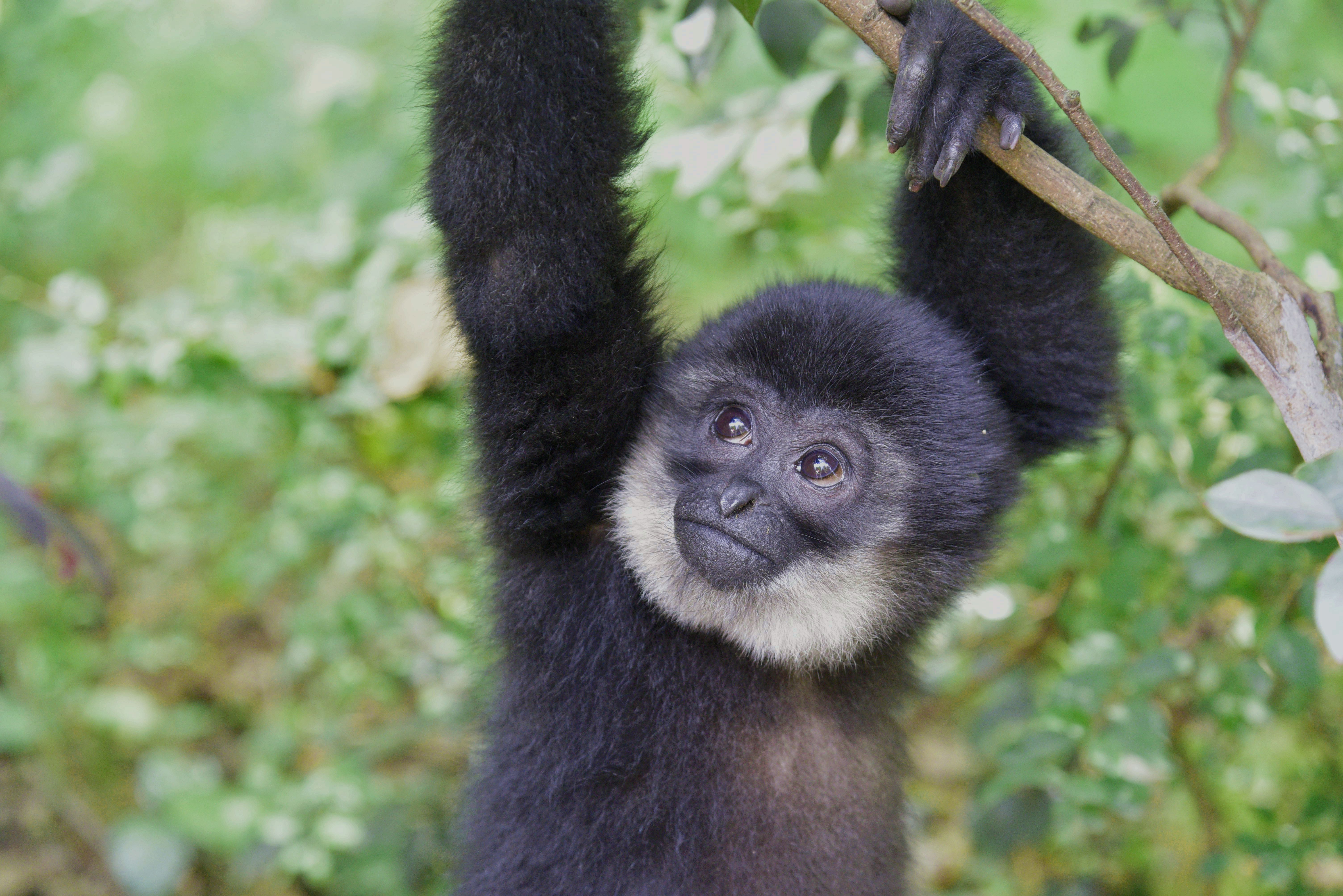 贵州森林野生动物园