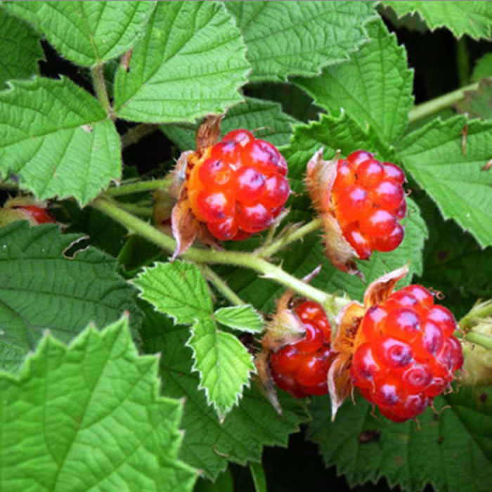  p>草果山悬钩子(学名: b>rubus /b>  b>zhaogoshanensis /b> yü et