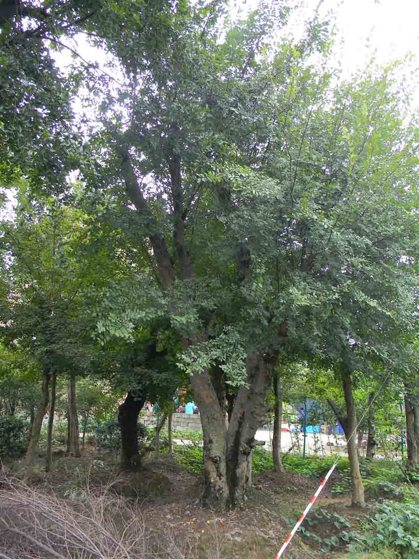  p>榔榆(拉丁学名: i>ulmus parvifolia jacq /i>)别称:小叶榆.