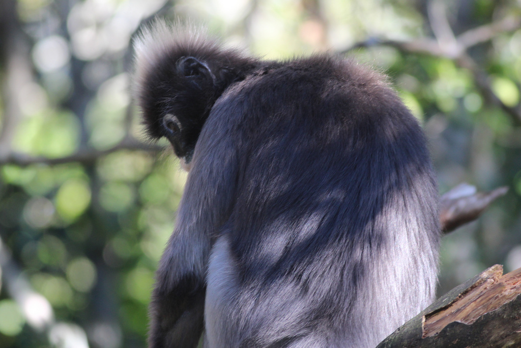 dusky-leaf monkey