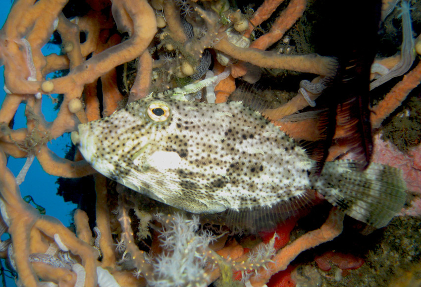  p>中华单角鲀( i>monacanthus chinensis  /i>(osbeck, 1765) 是单棘