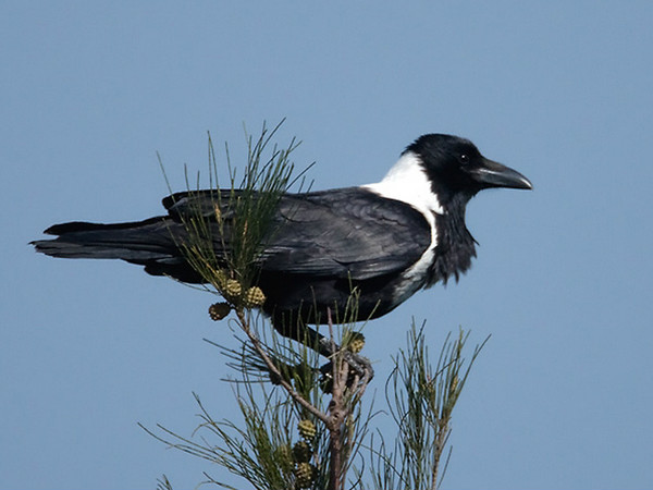 corvus dauuricus