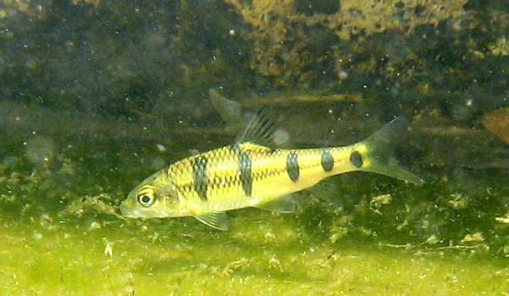  p>光唇鱼(acrossocheilus fasciatus)属 a href="#" data-lemmaid="