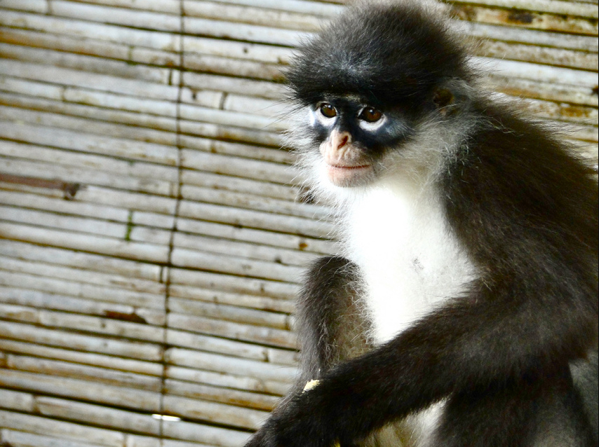 dusky-leaf monkey
