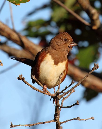 pipilo erythrophthalmus