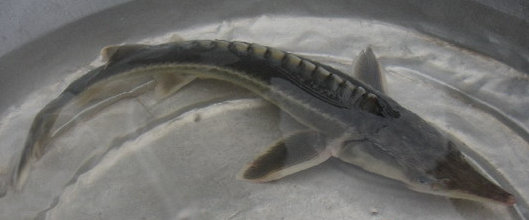 体长梭形,胸鳍前部平扁,后部侧扁.