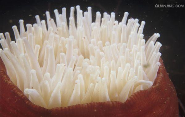  p data-id="gnwyxvzja4">刺胞动物门(cnidaria)又称刺细胞动物门