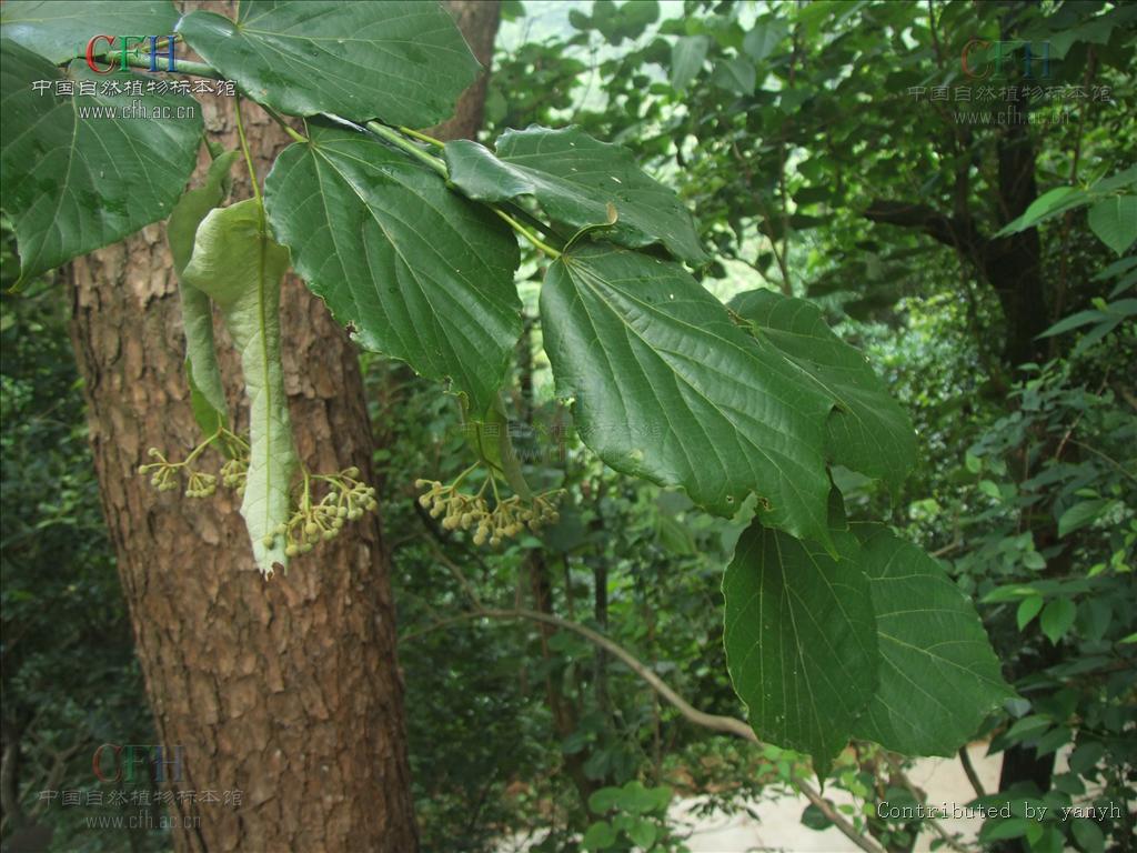  p>椴树( i>tilia tuan  /i>szyszyl.