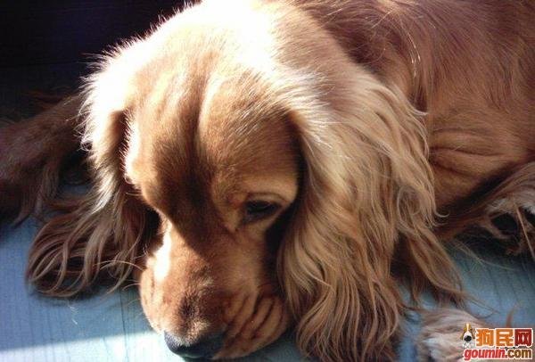  p>英国可卡犬(英文名:english cocker spaniel)又称 a target="