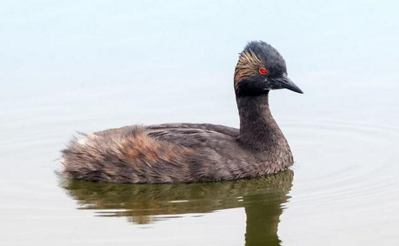 p>黑颈鸊鷉加利福尼亚亚种(学名: i>podiceps nigricollis