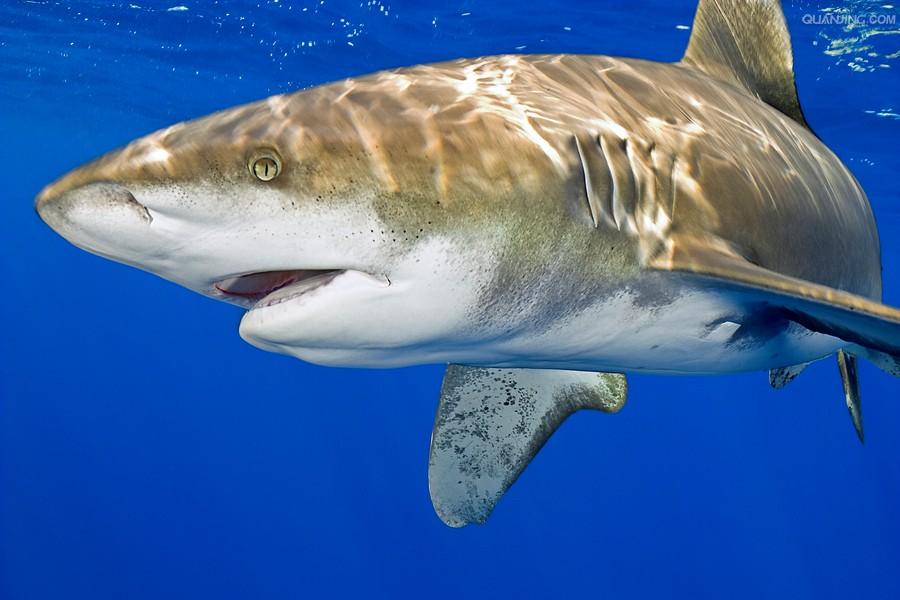 远洋白鳍鲨