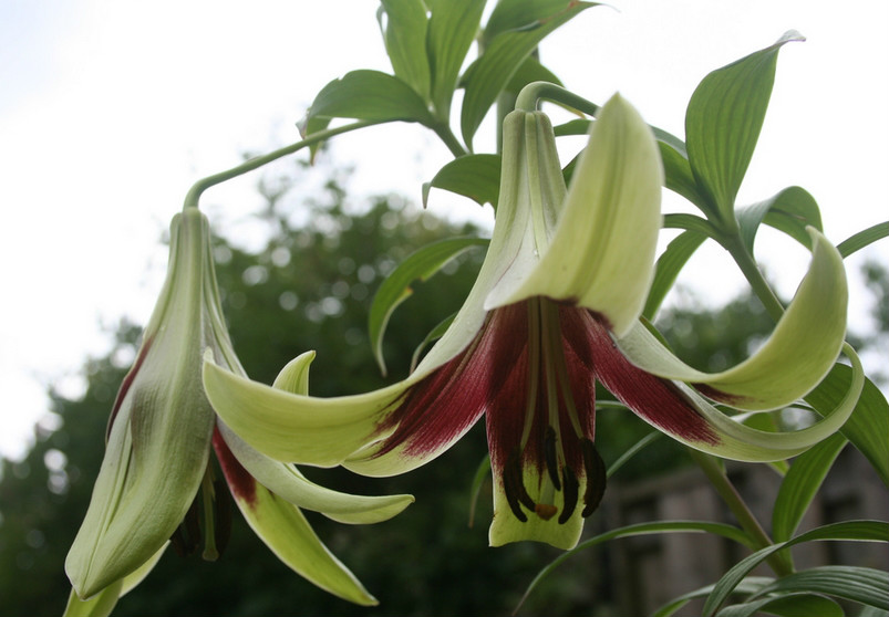  p>紫斑百合(学名: i>lilium nepalense /i>  d.