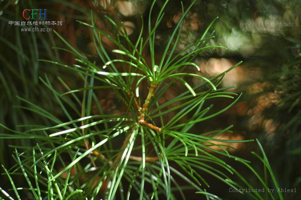  p data-id="gn926kq2kb">金松科又名伞松科,只有1 a target="_blank"