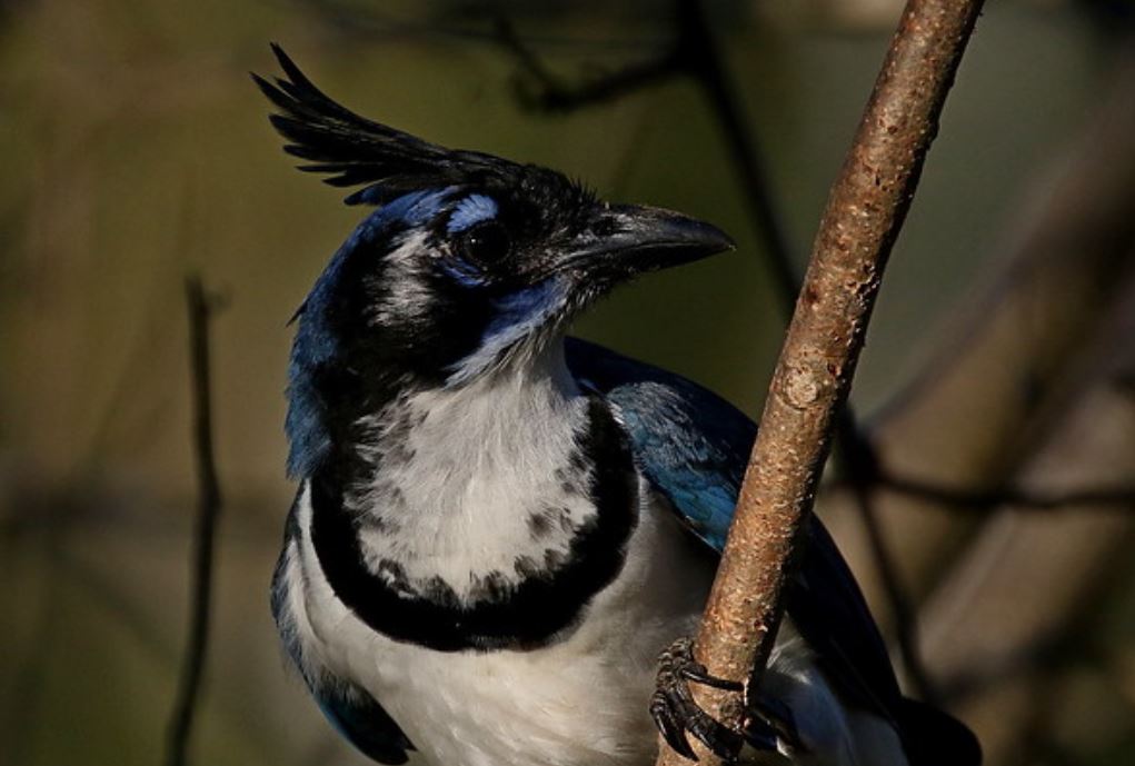  p>黑喉鹊鸦(学名: i>calocitta colliei /i>):体重225–251克,体长58