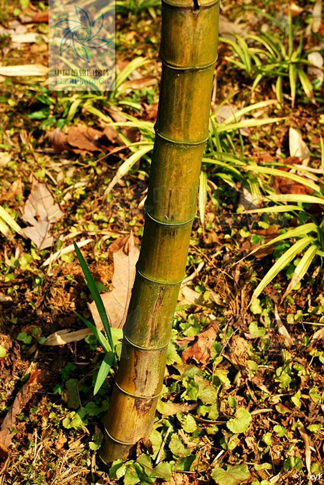 笋味甘美,竿韧性强,宜劈篾供编织,也可整竿使用. /p>