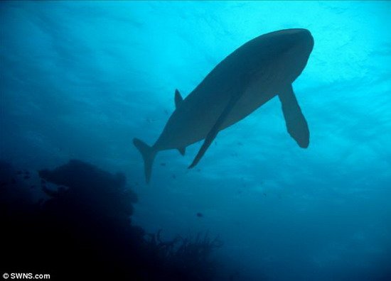  p>利兹鱼(leedsichthys problematicus)是一种已经灭绝巨大的厚茎鱼