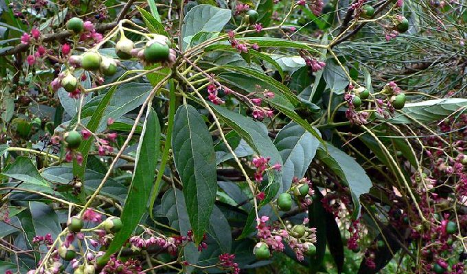 臭叶树,羊咪青,青心草,臭大青,鸭公青,淡婆婆,大叶青,木本大青,属于