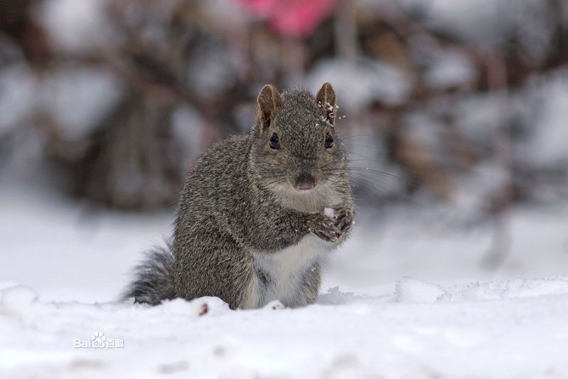 dremomys pernyi),是松鼠科,长吻松鼠属的动物