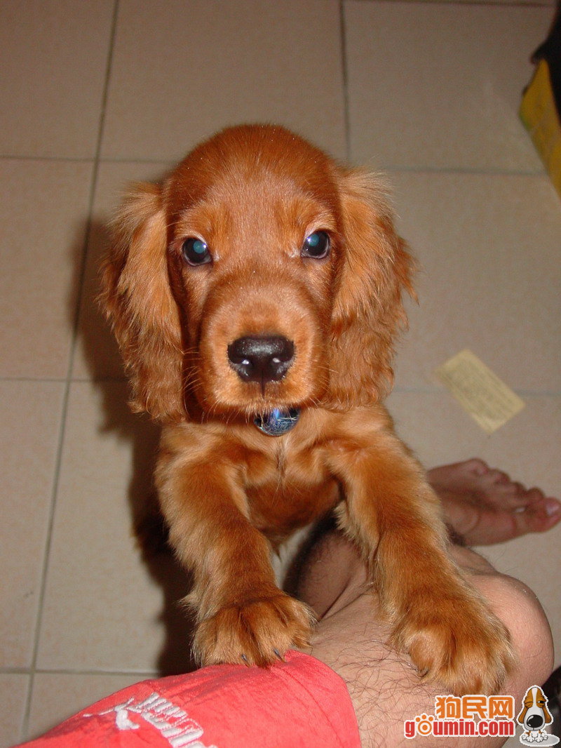 迷你英国可卡犬
