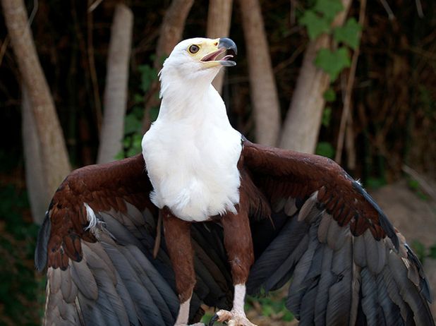  p>非洲海雕(学名: i>haliaeetus vocifer /i>):为隼形目鹰科的 a