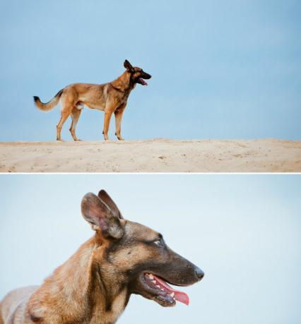 也叫小七, a target="_blank" href="/item/幽灵犬/15421549" data