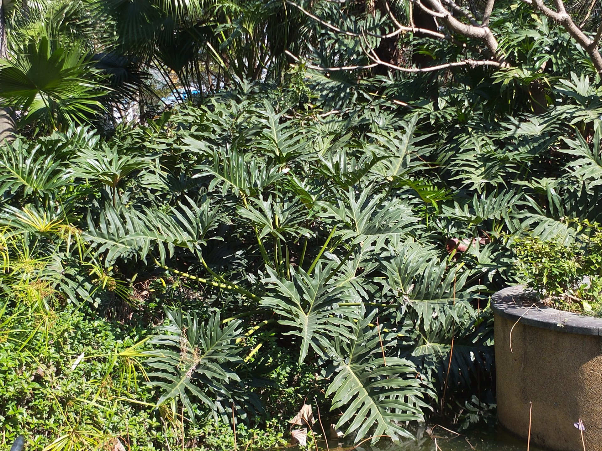 是天南星科,鹅掌芋属多年生常绿草本植物,全叶羽状深裂,呈革质.