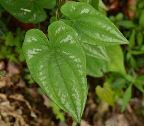 ting)是薯蓣科薯蓣属植物,缠绕草质藤本.